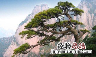 描写黄山松树的优美句子 描写黄山松树的优美句子有什么
