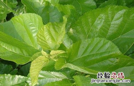 桑叶的功效与作用及使用方法及禁忌 桑叶的功效与作用及使用方法