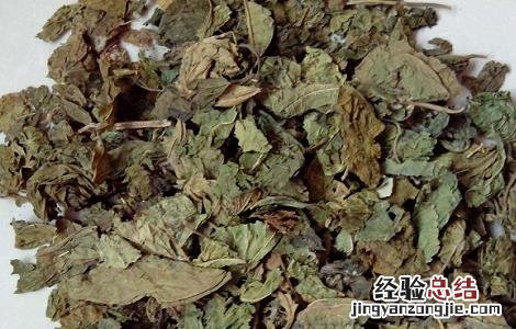 桑叶的功效与作用及使用方法及禁忌 桑叶的功效与作用及使用方法