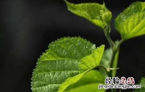 桑叶的功效与作用及使用方法及禁忌 桑叶的功效与作用及使用方法