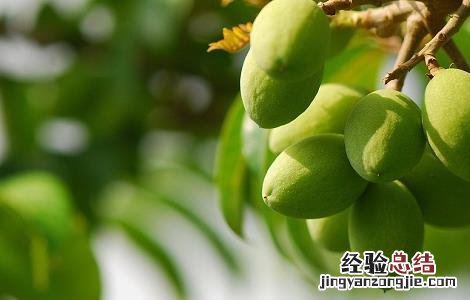 青果的药用功效与食用作用 青果的作用与功效与作用