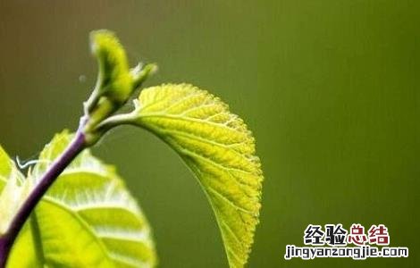 桑叶洗头的功效与作用及注意事项