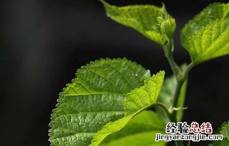 桑叶洗头的功效与作用及注意事项
