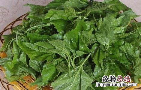桑叶洗头的功效与作用及注意事项