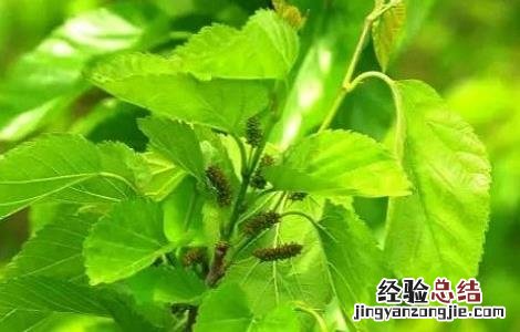 桑叶泡水喝的功效和作用 桑叶泡水喝的功效