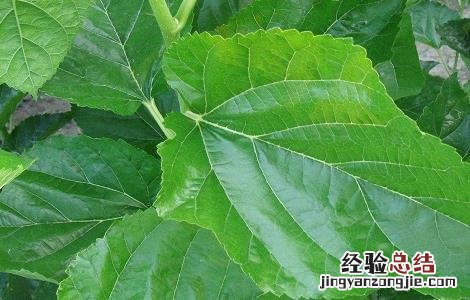 桑叶泡水喝的功效和作用 桑叶泡水喝的功效