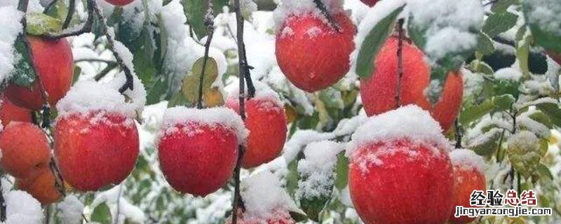 雪果是什么苹果 雪糖果苹果是哪里的