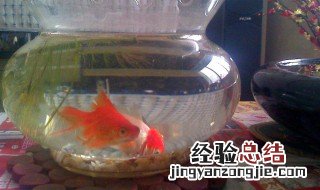 养金鱼怎么养 养金鱼怎么养才能养活