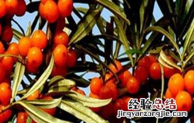 沙棘果对女人的功效与作用 沙棘果对女人的功效与作用及禁忌
