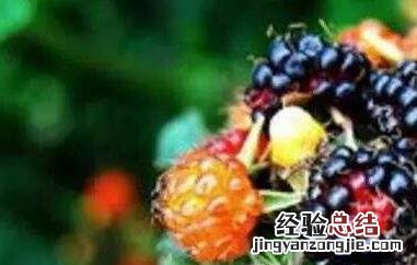 黑泡果的功效与作用是什么 黑泡果的功效与作用
