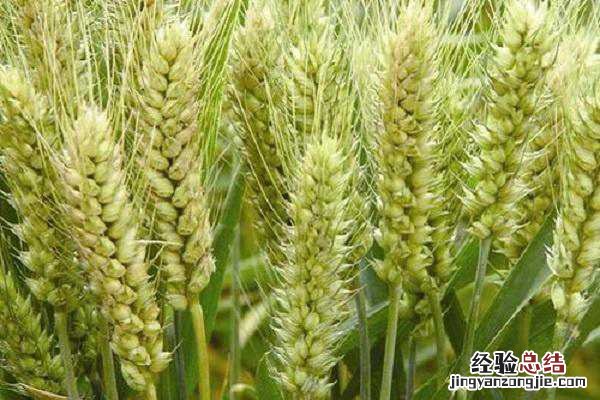 小麦灌浆水什么时间浇水好,注意事项有哪些