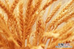东北小麦什么时候收割，几月份才会收获