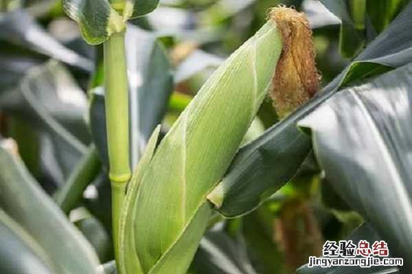 玉米抽雄后多久吐丝,注意事项有哪些