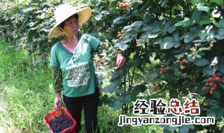 覆盆子什么时候采摘 覆盆子什么时候采摘药用价值最好
