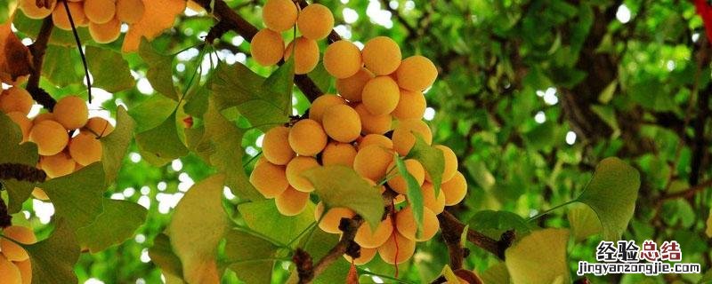 银杏树怎么育苗 银杏树苗怎么育苗的