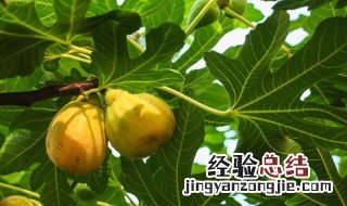 无花果树白汁的功效与作用 无花果树流出的白汁有什么作用