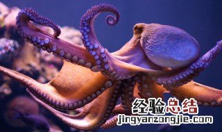 章鱼血液的颜色是什么 章鱼血液的颜色介绍