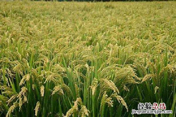 水稻和小麦都是大米吗，两者有什么不同