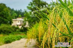 水稻和小麦都是大米吗，两者有什么不同