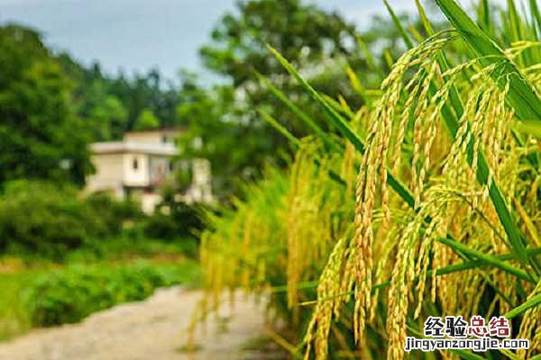 水稻和小麦都是大米吗，两者有什么不同