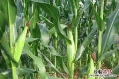玉米抽穗到成熟多少天，如何养护管理
