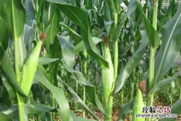玉米抽穗到成熟多少天，如何养护管理