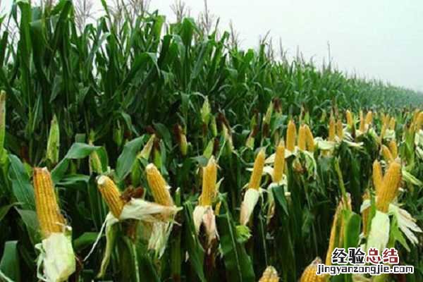 七月份种玉米能成熟吗，什么时候可以收获
