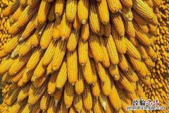 玉米割苗增产方法是真的吗 玉米割苗增产技术，怎么割效果好