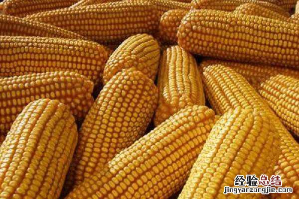 玉米割苗增产方法是真的吗 玉米割苗增产技术，怎么割效果好