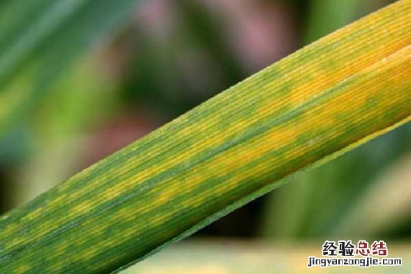 小麦花叶病毒病如何防治，用什么药效果好