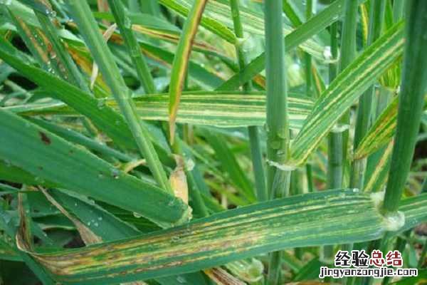 小麦花叶病毒病如何防治，用什么药效果好