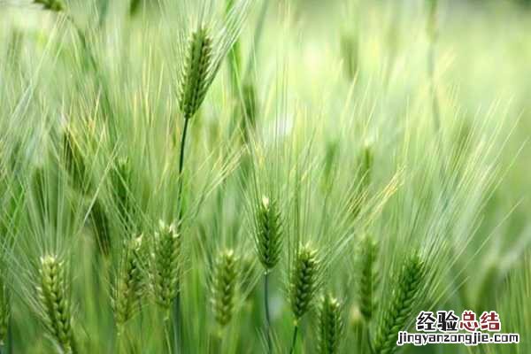 阳台小麦怎么种植,养殖方法有哪些呢 阳台小麦怎么种植，养殖方法有哪些