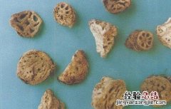 藕节的功效与作用及禁忌症 藕节的功效与作用以及禁忌