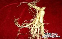 人参泡水喝的功效与禁忌 人参泡水的功效和禁忌