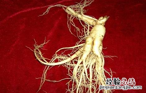 人参泡水喝的功效与禁忌 人参泡水的功效和禁忌