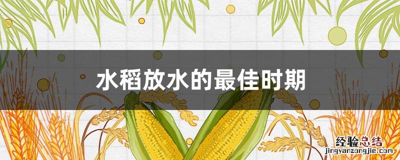 水稻放水的最佳时期 水稻什么时候放水最好