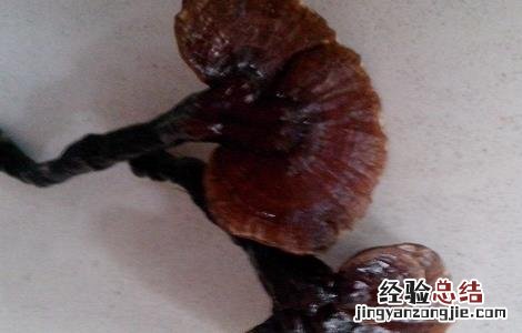 灵芝泡水喝的功效与作用 丹参灵芝泡水喝的功效与作用