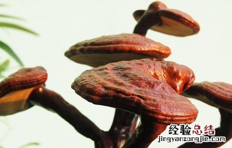 灵芝泡水喝的功效与作用 丹参灵芝泡水喝的功效与作用