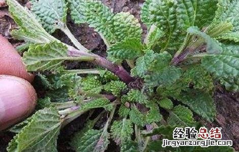 癞蛤蟆草泡水喝的功效与作用