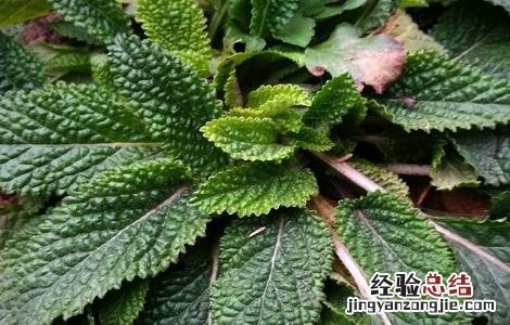 癞蛤蟆草泡水喝的功效与作用