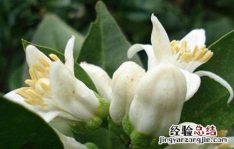 玳玳花的功效和作用 玳玳花的功效和作用及禁忌