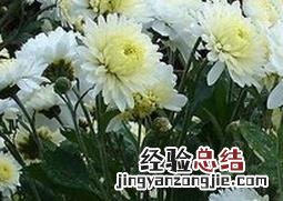 菊花的药用功效与作用图片 菊花的药用功效与作用