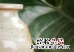黑玉参的功效与作用及禁忌 黑玉参的功效与作用