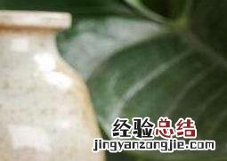 黑玉参的功效与作用及禁忌 黑玉参的功效与作用