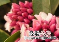 瑞香盆栽怎样养殖 盆栽瑞香如何养殖