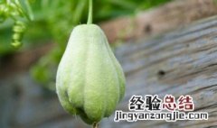佛手瓜能和木瓜一起煲汤吗怎么做 佛手瓜能和木瓜一起煲汤吗