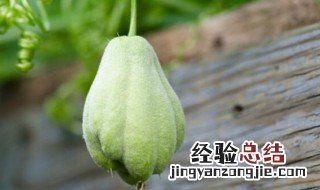 佛手瓜能和木瓜一起煲汤吗怎么做 佛手瓜能和木瓜一起煲汤吗