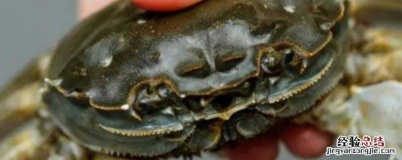 螃蟹没蒸熟是什么样子 螃蟹没蒸熟是什么样子的
