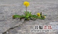 蒲公英泡茶的功效与作用 蒲公英泡水喝的好处
