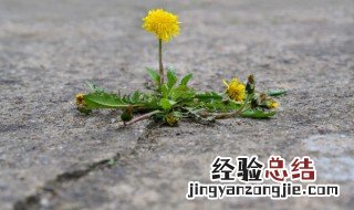 蒲公英泡茶的功效与作用 蒲公英泡水喝的好处